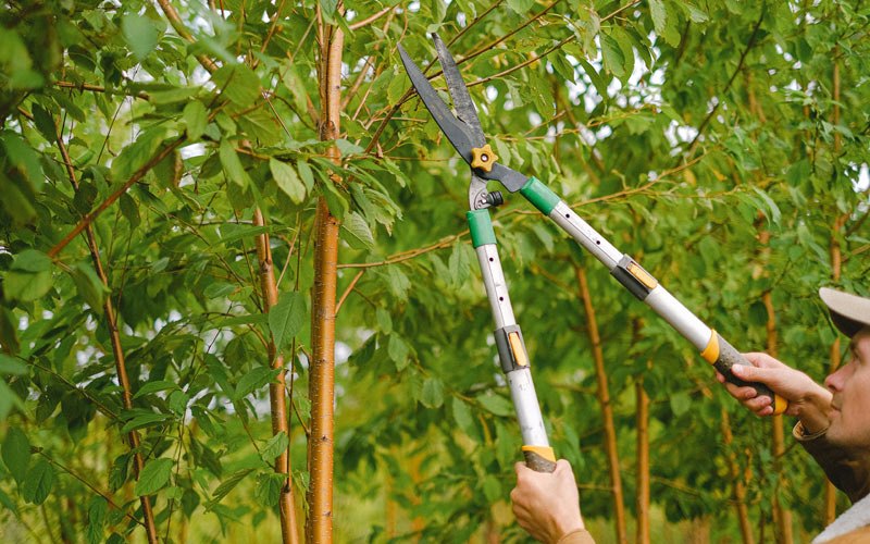 Tree trimming in Conneaut, OH